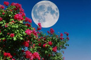 pleine lune et roses rouges dans un jardin